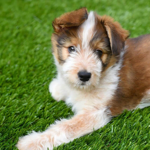 Outdoor kunstgrasgras voor honden
