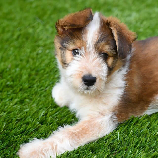 العشب الاصطناعي في الهواء الطلق للكلاب