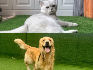 c&eacute;sped artificial apto para mascotas.jpg