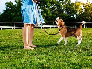 China pasto sint&eacute;tico para perros manufacturer.jpg