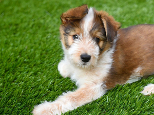 Se vende c&eacute;sped sint&eacute;tico que admite mascotas.jpg