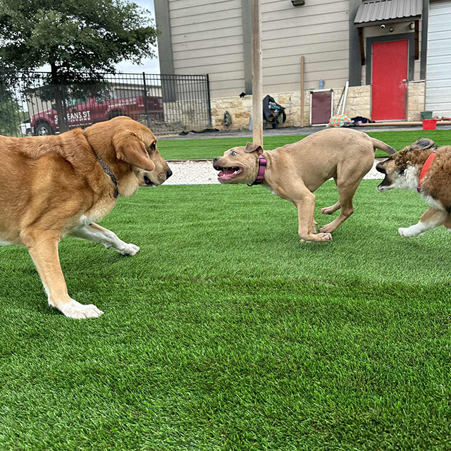 Artificialis herba canibus