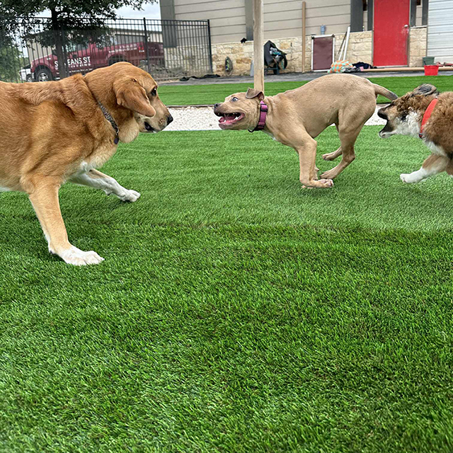 вештачка трава погодна за кућне љубимце