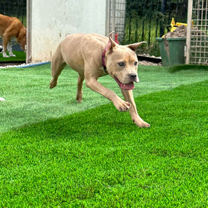 Prato verde artificiale adatto agli animali domestici