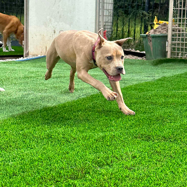 حديقة خضراء صناعية صديقة للحيوانات الأليفة