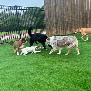 Te kare-a-ka-ka-kare-a-kara mo nga kuri